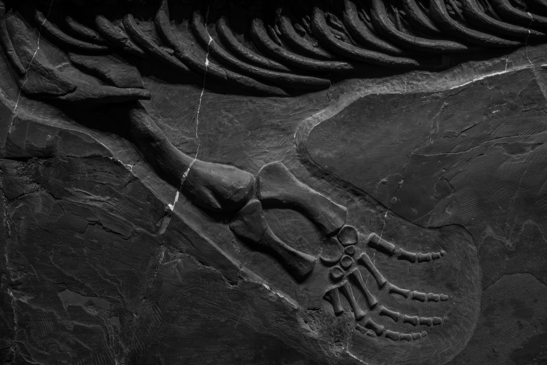 Most dinosaur fossils show bone. This one, a juvenile plant-eater from northeastern China, preserved individual skin cells inside hollow, porcupine-like spikes — a skin structure that existed for 125 million years without anyone knowing it was possible
