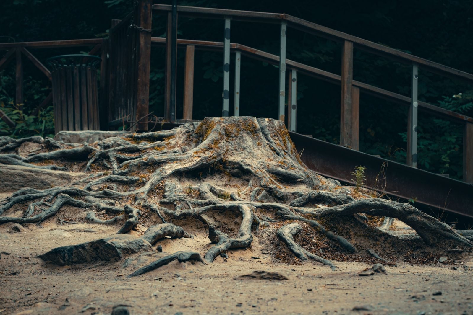 quaking aspen roots underground
