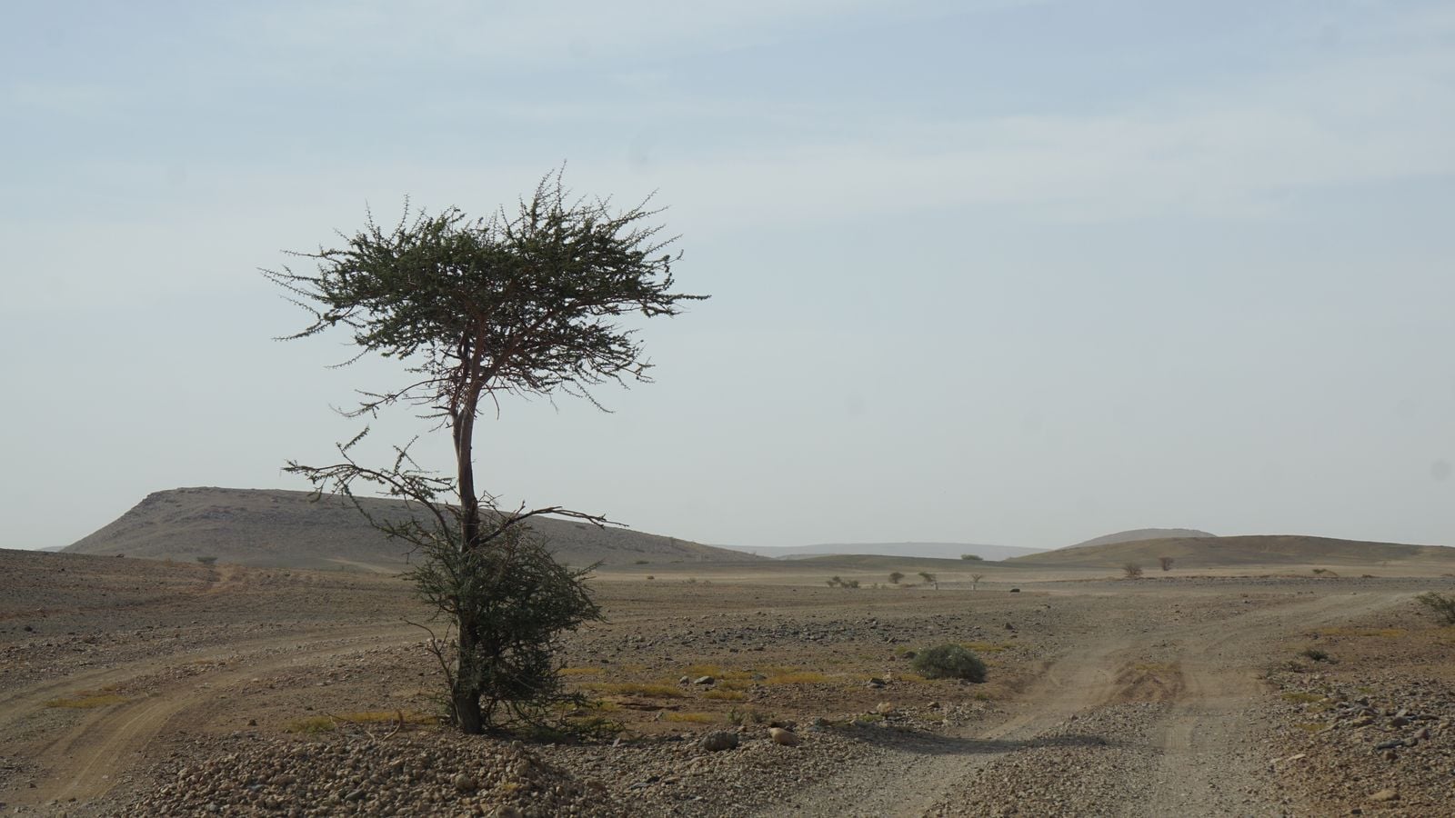 Sahel acacia trees
