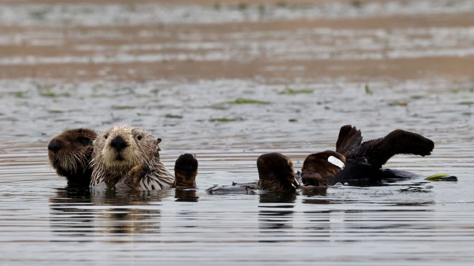 sea otter cracking shell