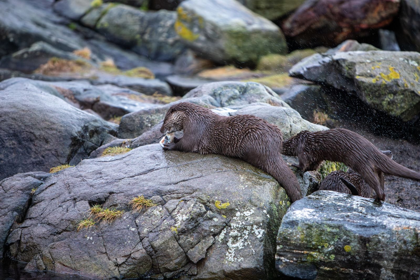 Sea otters carry a favourite rock in a loose pouch of skin under their left forearm and use it as an anvil to crack shellfish, and each otter tends to keep the same stone for years, sometimes for life