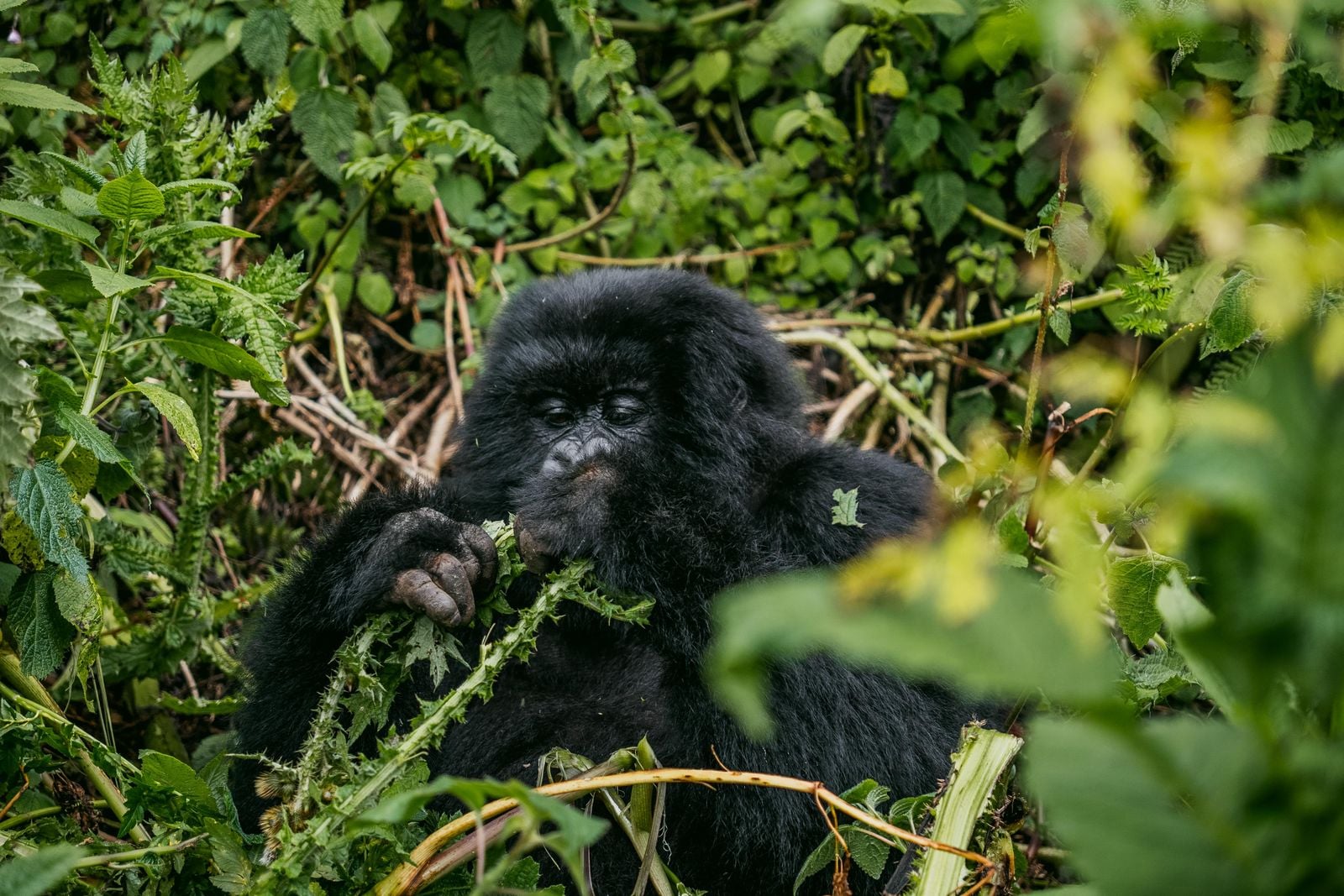 silverback gorilla eating leaves