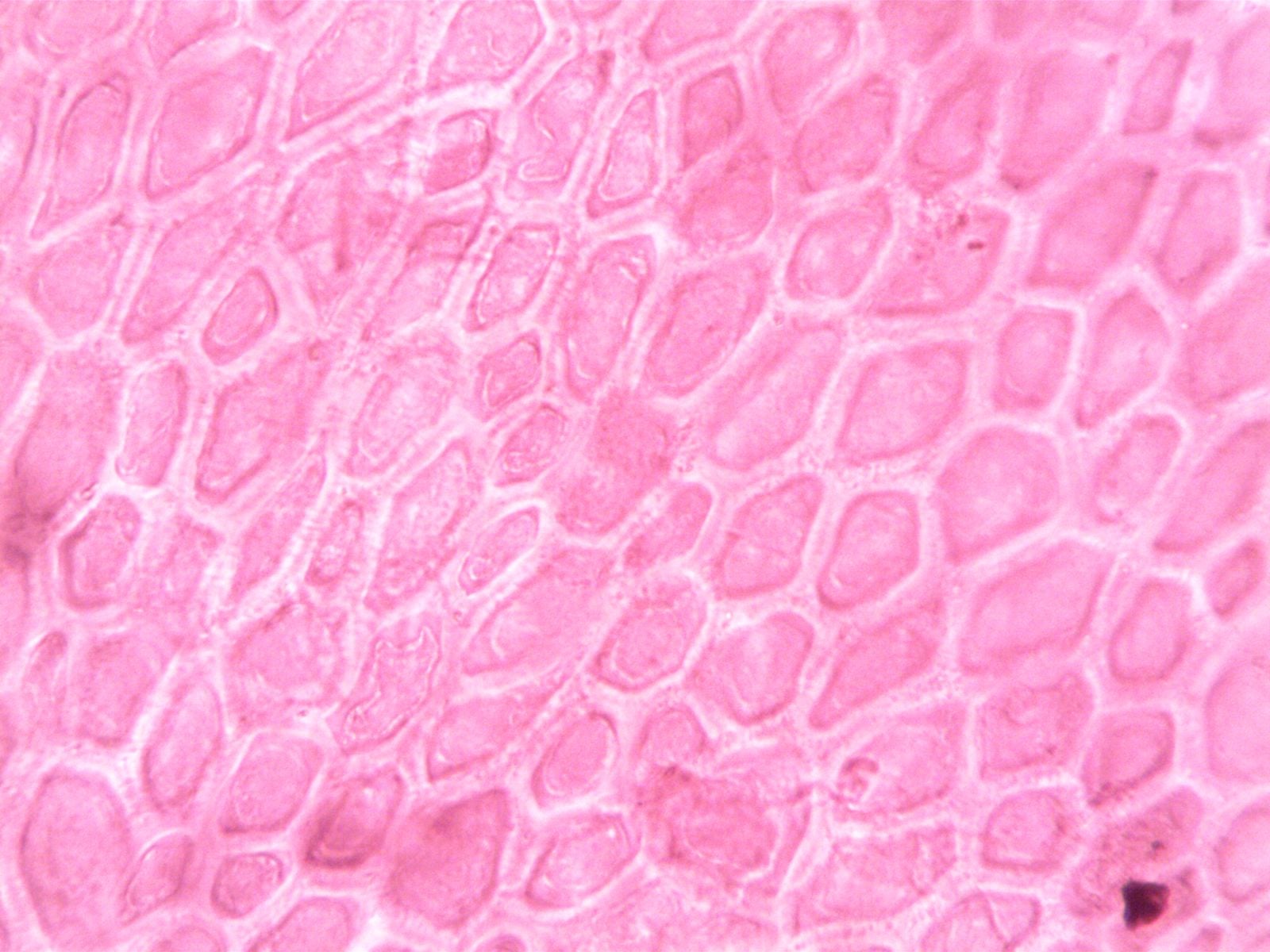 skeletal muscle fibers microscope