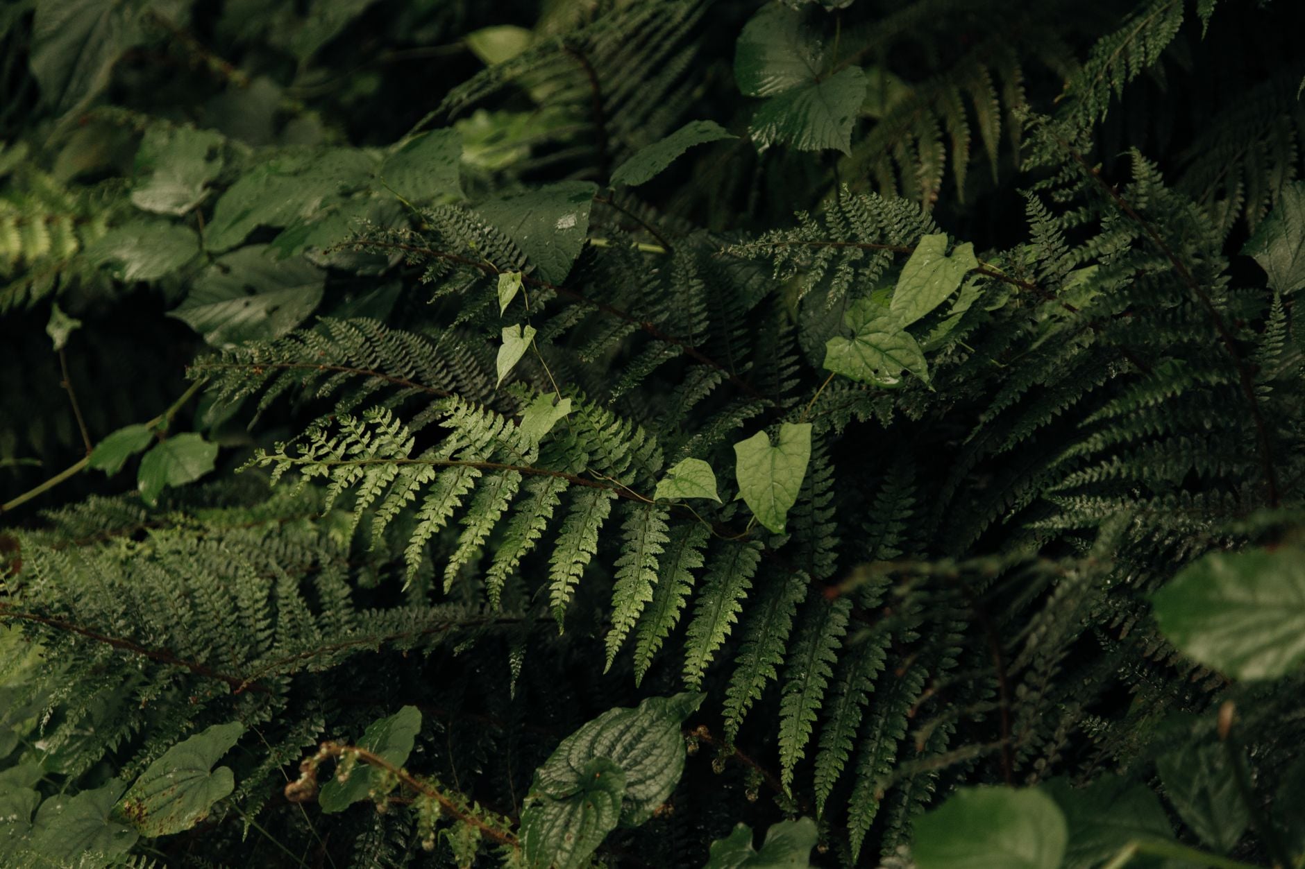 Tropical trees are dying faster than they ever have on record, and the culprit scientists identified in a 2025 study isn't heat or drought — it's ordinary thunderstorms, now fiercer with climate change, responsible for up to 60% of tree deaths in some regions