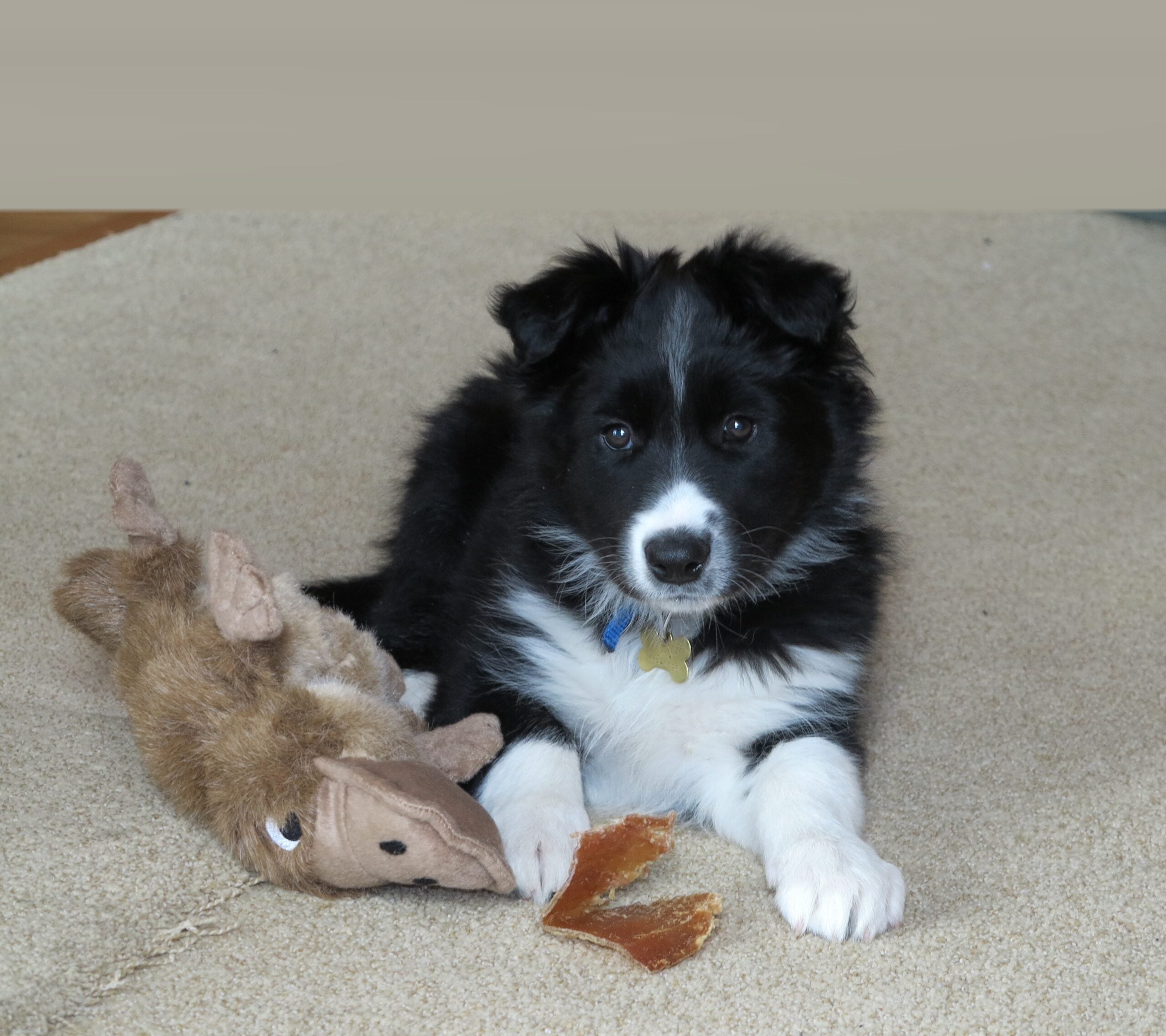 A border collie named Chaser learned the individual names of 1,022 toys and could retrieve them when asked. When shown a new toy among familiar ones and given an unfamiliar name, she could identify it by elimination—using a word-learning strategy strikingly similar to one seen in young children.
