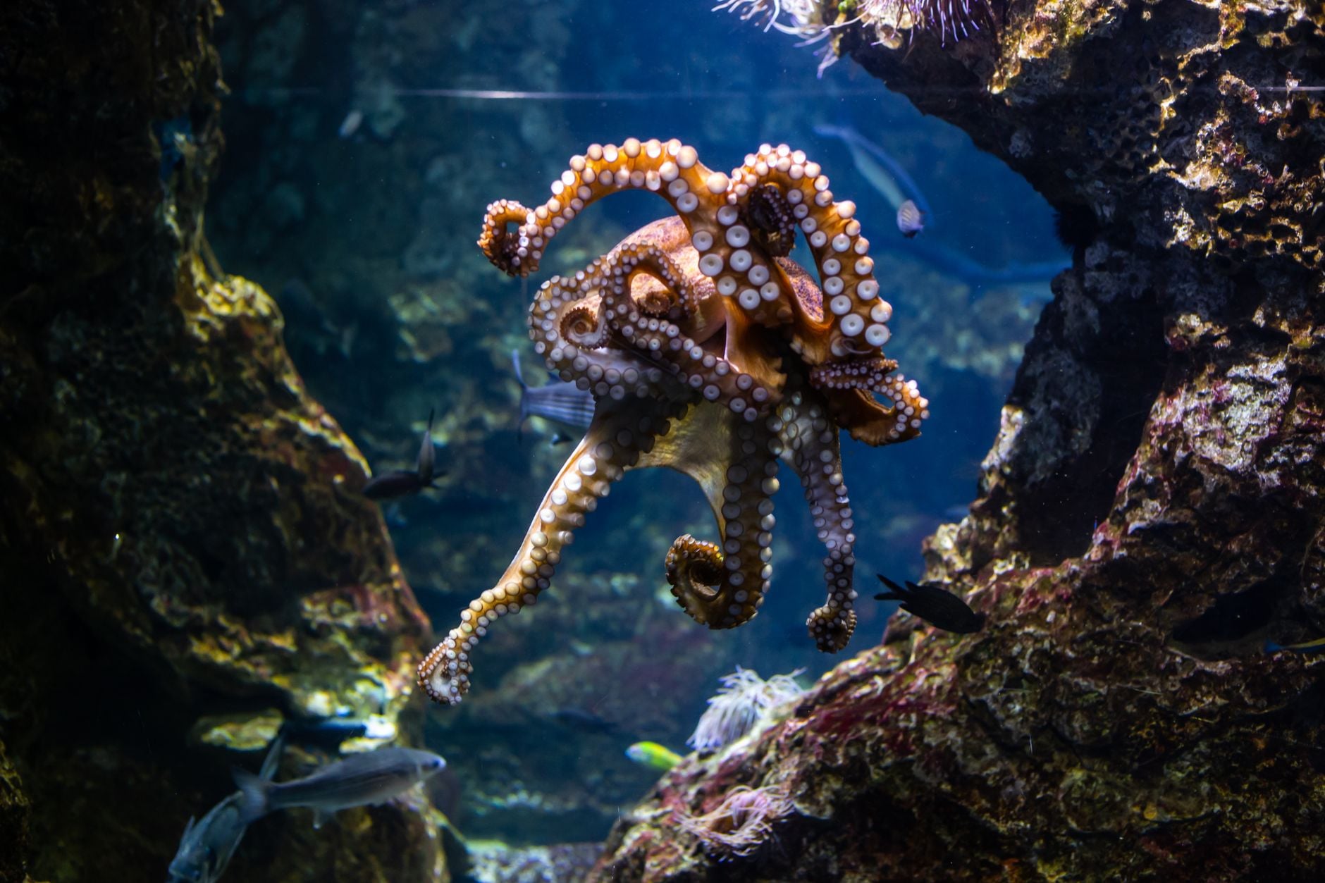 An octopus has three hearts, blue blood and around 500 million neurons, two thirds of them not in its head but spread through its arms, so each arm can taste, decide and act almost on its own.