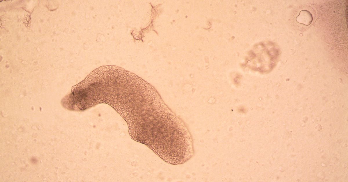 Israel’s Beresheet lander crashed into the Moon in 2019 carrying several thousand tardigrades in a dehydrated, dormant state—and although later experiments suggest they probably did not survive the impact, nobody knows whether any remain intact enough to be revived if they were ever recovered and rehydrated.
