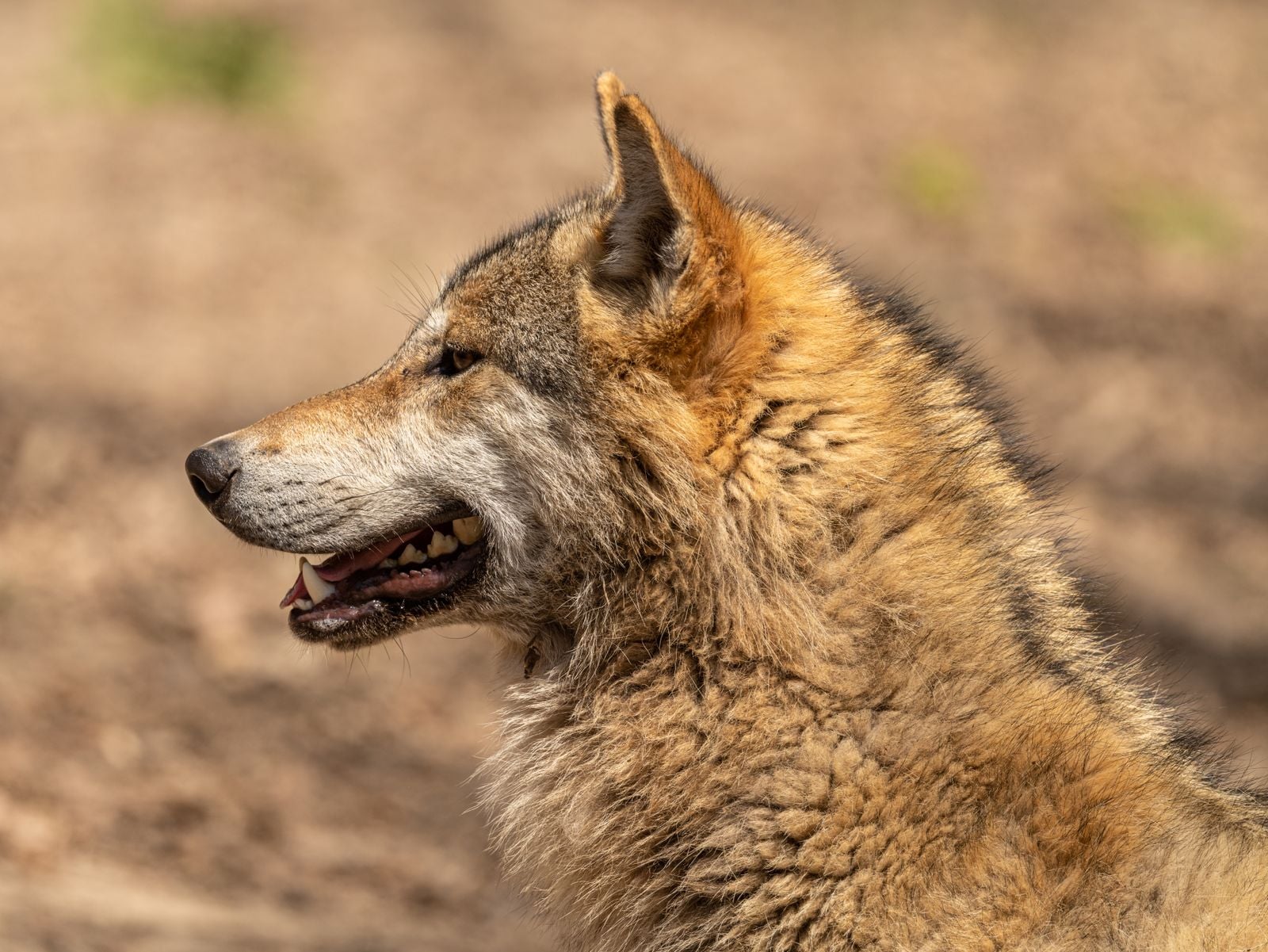 A gray wolf's rear teeth can generate more than twice the bite force of a domestic dog's, and the skull geometry behind it helps the predator process the bones of elk-sized prey