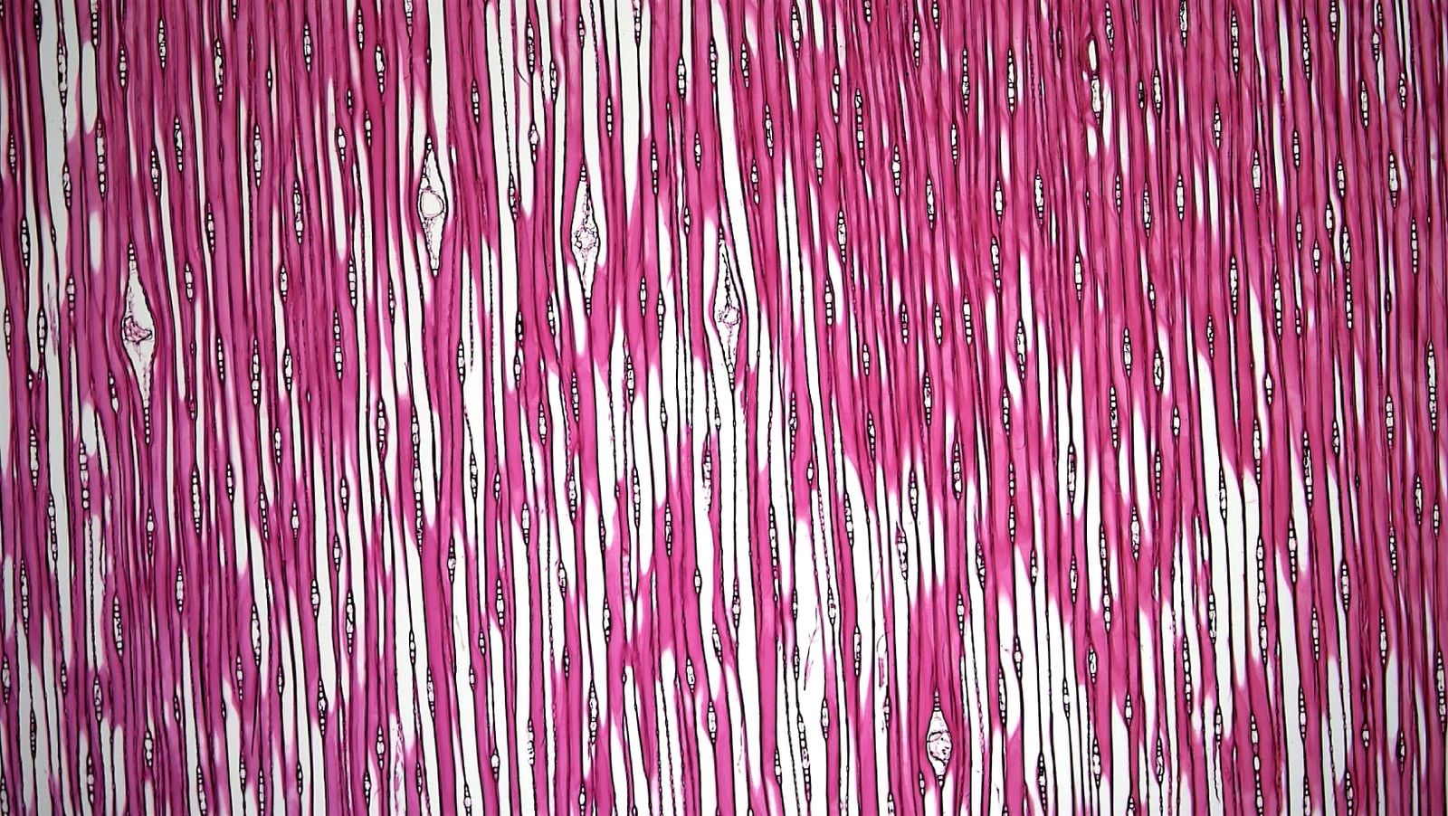 The human body synthesises roughly 1 gram of creatine a day in the liver and kidneys - and stores about 95% of it inside skeletal muscle