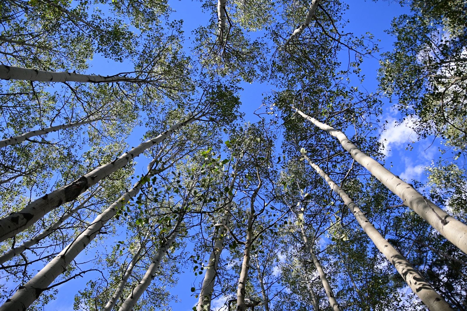 The Pando aspen in Utah looks like a forest of 47,000 separate trees spread across 106 acres, but every trunk shares a single root system and identical DNA, making it one organism weighing roughly 6,000 tonnes and at least 16,000 years old