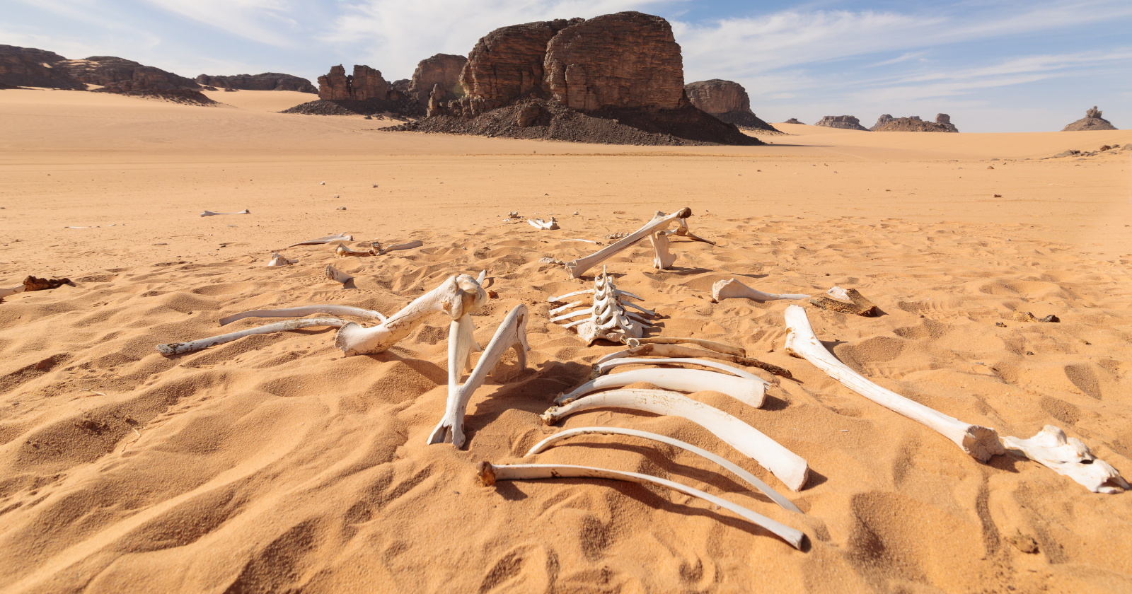 There is a remote valley deep in the Sahara where dozens of ancient whales lie preserved in the sand exactly where they died, and the strangest part is that some of them still have tiny legs and feet