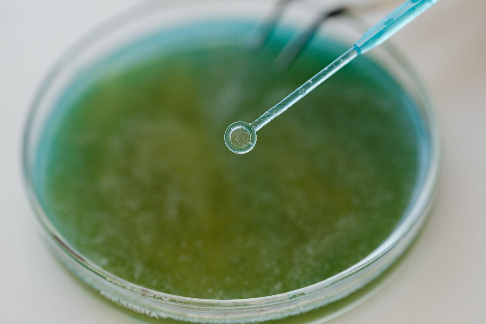 Vitamin B12 is synthesised only by bacteria and archaea — and the human liver stores roughly a three-year supply before deficiency shows in the blood