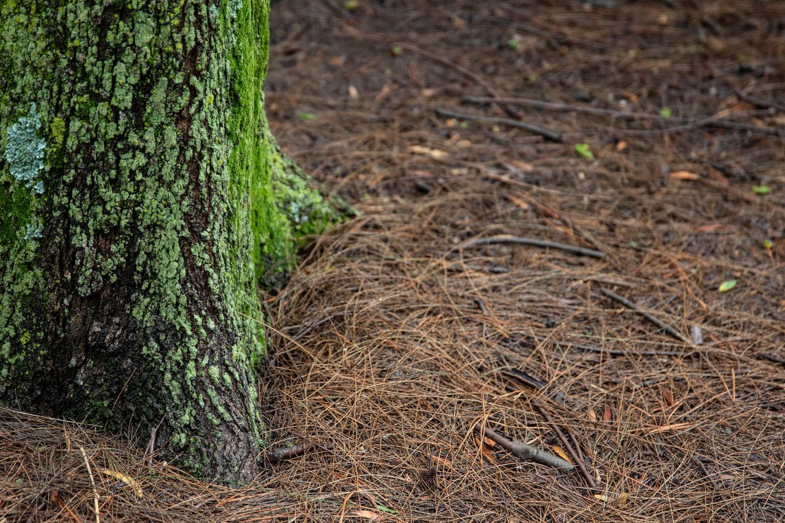 Wollemi pine bark closeup