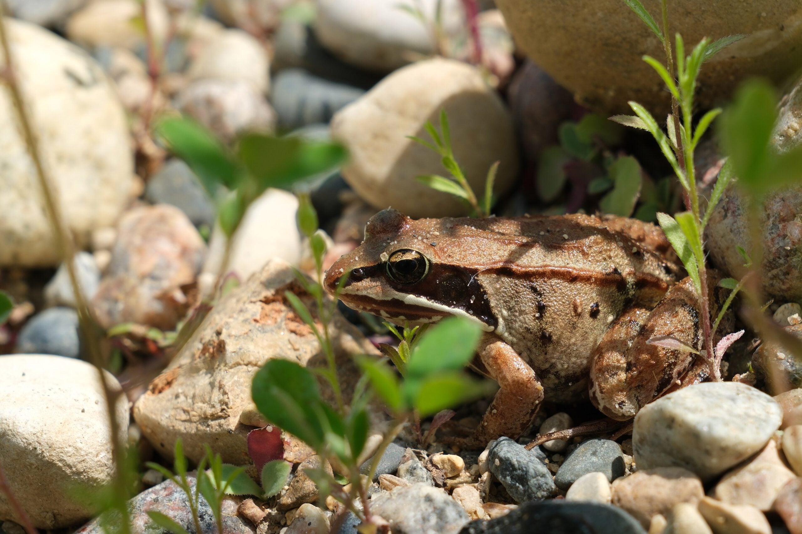 Wood frogs freeze solid every winter — up to 65% of their body water turns to ice and their heart stops completely — yet they thaw out in spring and hop away as if nothing happened