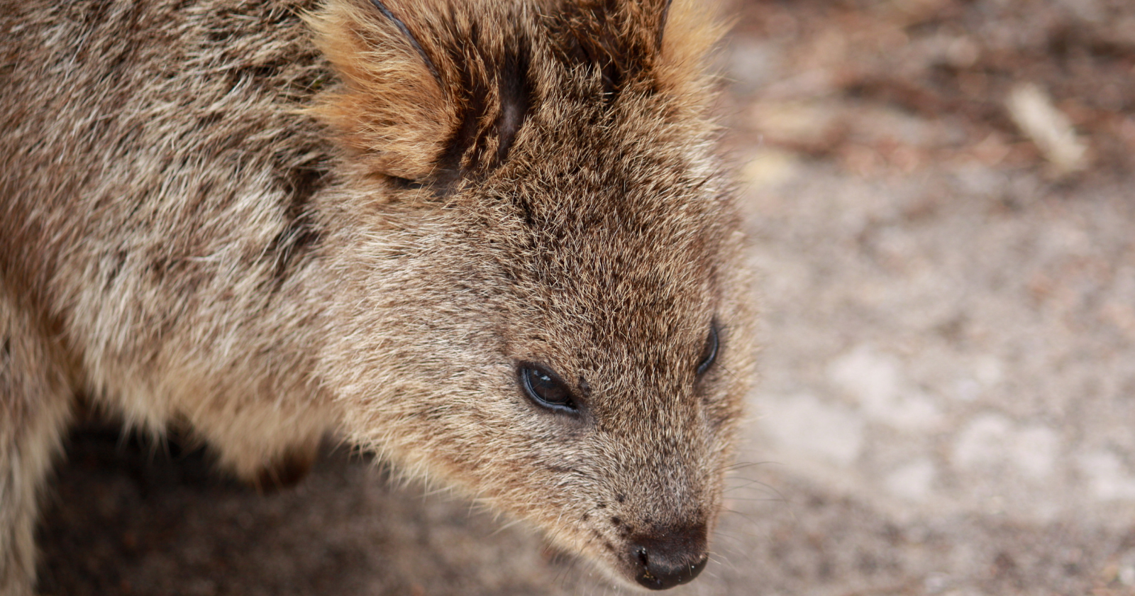 A newly identified order of Australian marsupials survived in Queensland rainforests for more than 35 million years, and it vanished so completely that no descendants of it are alive today