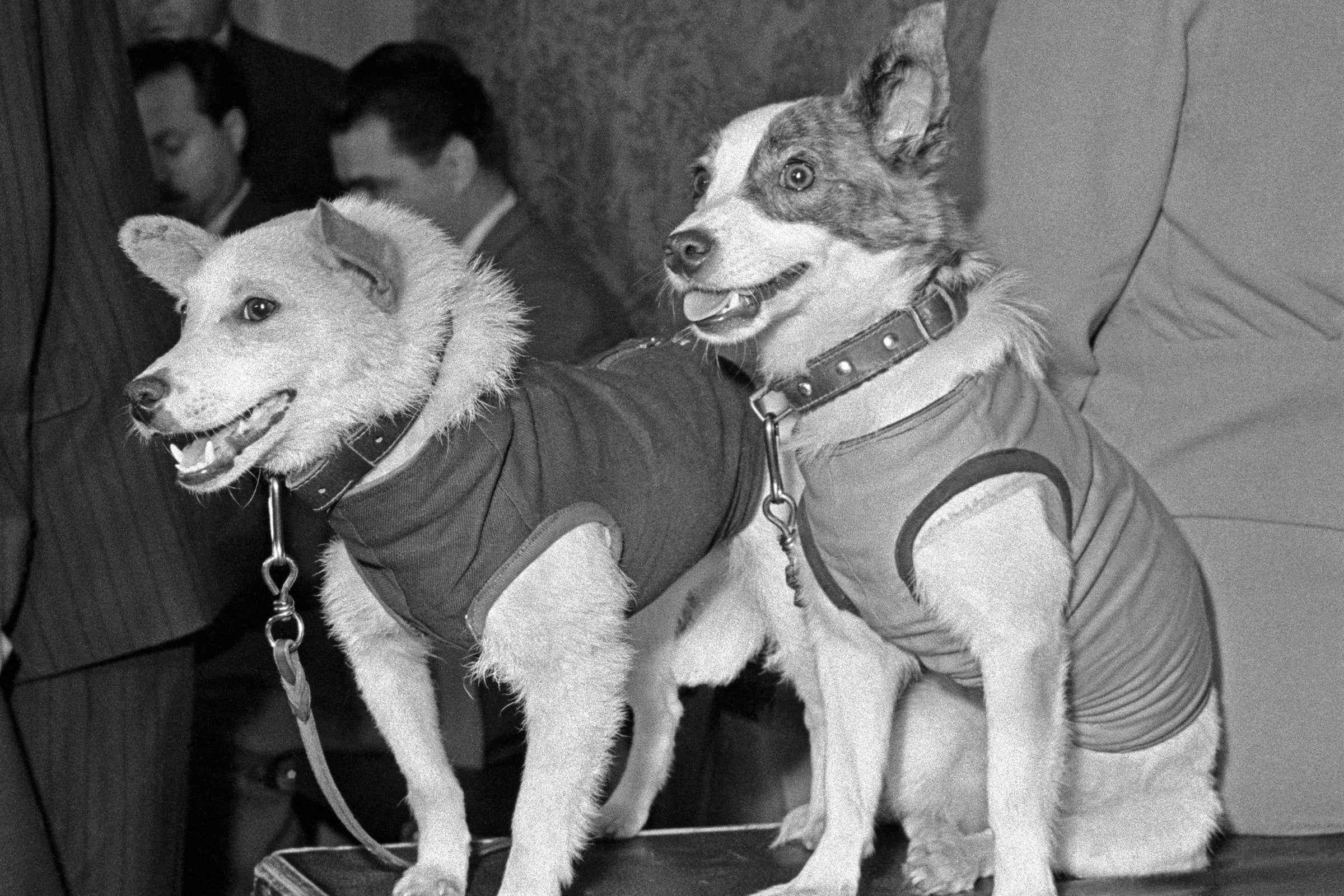In August 1960, the Soviet Union launched two stray dogs, 42 mice, two rats and a rabbit into orbit, brought them all safely home a day later, and one of the dogs later had a puppy that ended up living in the Kennedy White House at the height of the Cold War.