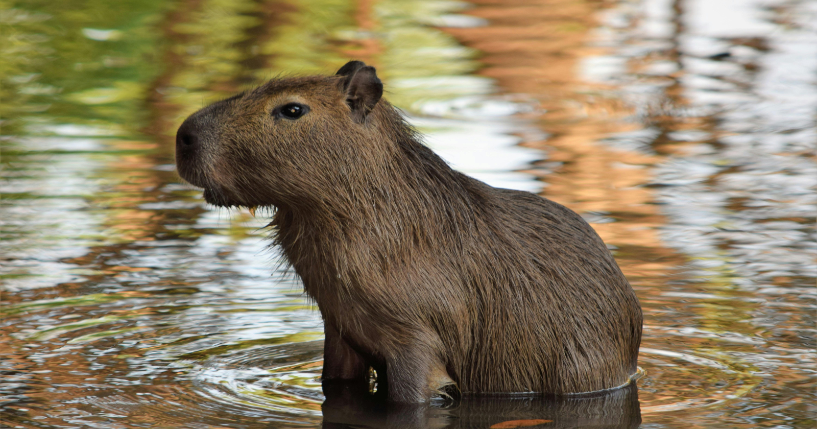 Capybaras and caimans doze inches apart on the same riverbanks across South America, and researchers say the famous truce has nothing to do with friendship — it's a cold calculation that a biting, 45-kilogram rodent simply costs more than it's worth