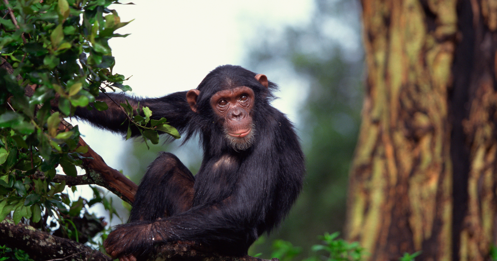 Chimpanzees at a Ugandan sanctuary were shown evidence that directly contradicted a choice they had just made — and rationally changed their mind in response, in what's been widely reported as the first time this kind of evidence-based reasoning has been demonstrated in a non-human animal