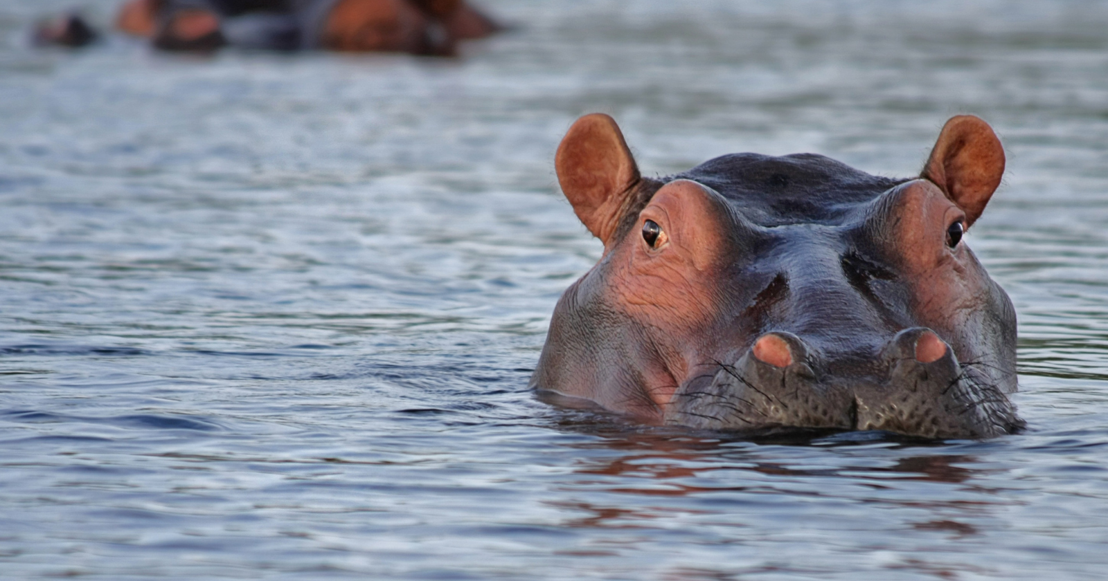 In 1981 Pablo Escobar flew four hippos into his private zoo north of Medellín; the estate was seized, the hippos were left because nobody knew how to move them, and the last government census put their descendants in the Magdalena basin at around 200