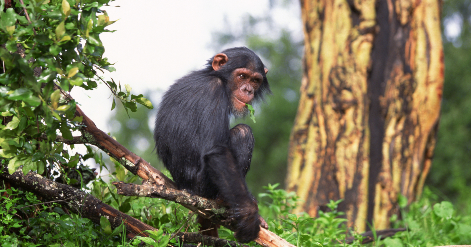 In January 1961, a chimpanzee named Ham was strapped into a Mercury capsule and launched on a suborbital arc that overshot its target by roughly 240 kilometres, and when the hatch was opened aboard the USS Donner, he was found alive, slightly dehydrated, somewhat exhausted, and carrying a small abrasion across his nose