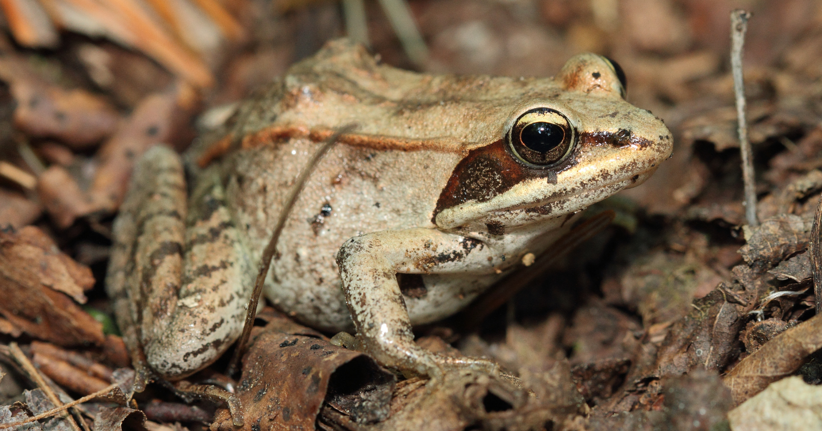 A wood frog in North America can freeze through winter — its heart stops, it does not breathe and as much as 65% of its body water turns to ice — then thaw in spring and hop away, a feat scientists are studying for clues to preserving human organs