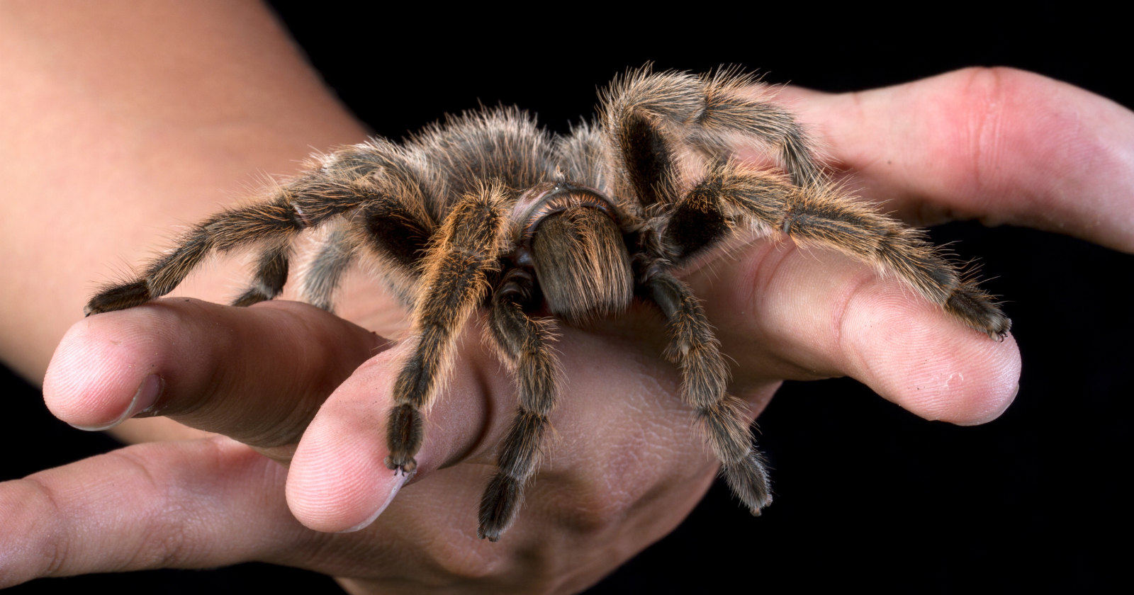 Somewhere in America lives a woman who genuinely cannot feel fear — a rare disease quietly dissolved the part of her brain that produces it, so when researchers put a tarantula in front of her she reached for it anyway, and when they led her through a haunted house, she startled the monsters