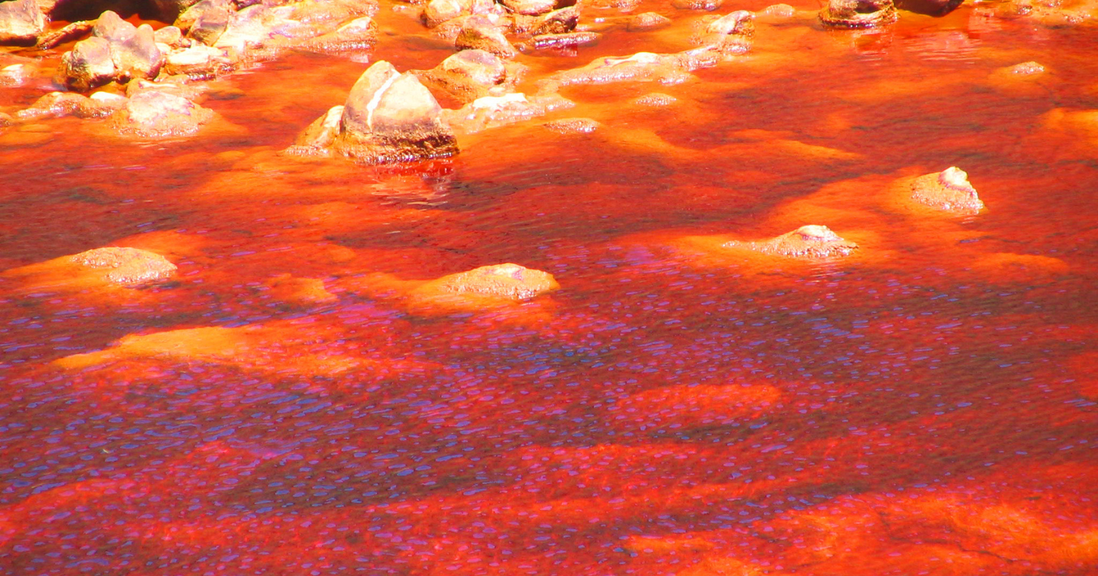 There's a river in Spain that runs deep red and is as acidic as vinegar — so hostile that most ordinary life can't survive it, yet it teems with unique iron- and sulfur-oxidizing microbes that give it that color, and it so resembles Mars that NASA uses it to rehearse the search for life on other worlds