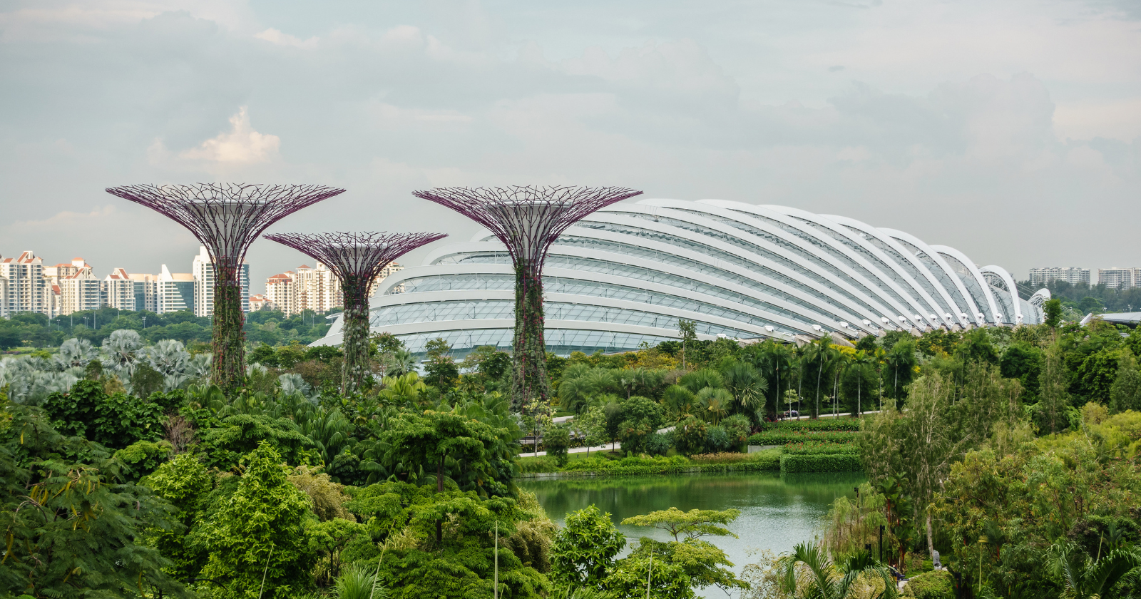 Research cited by Singapore's urban planners suggests shading roads with trees can reduce street-level temperatures by up to 2.6 degrees Celsius — separately, models suggest tree shade on buildings can meaningfully lower air-conditioning demand nearby
