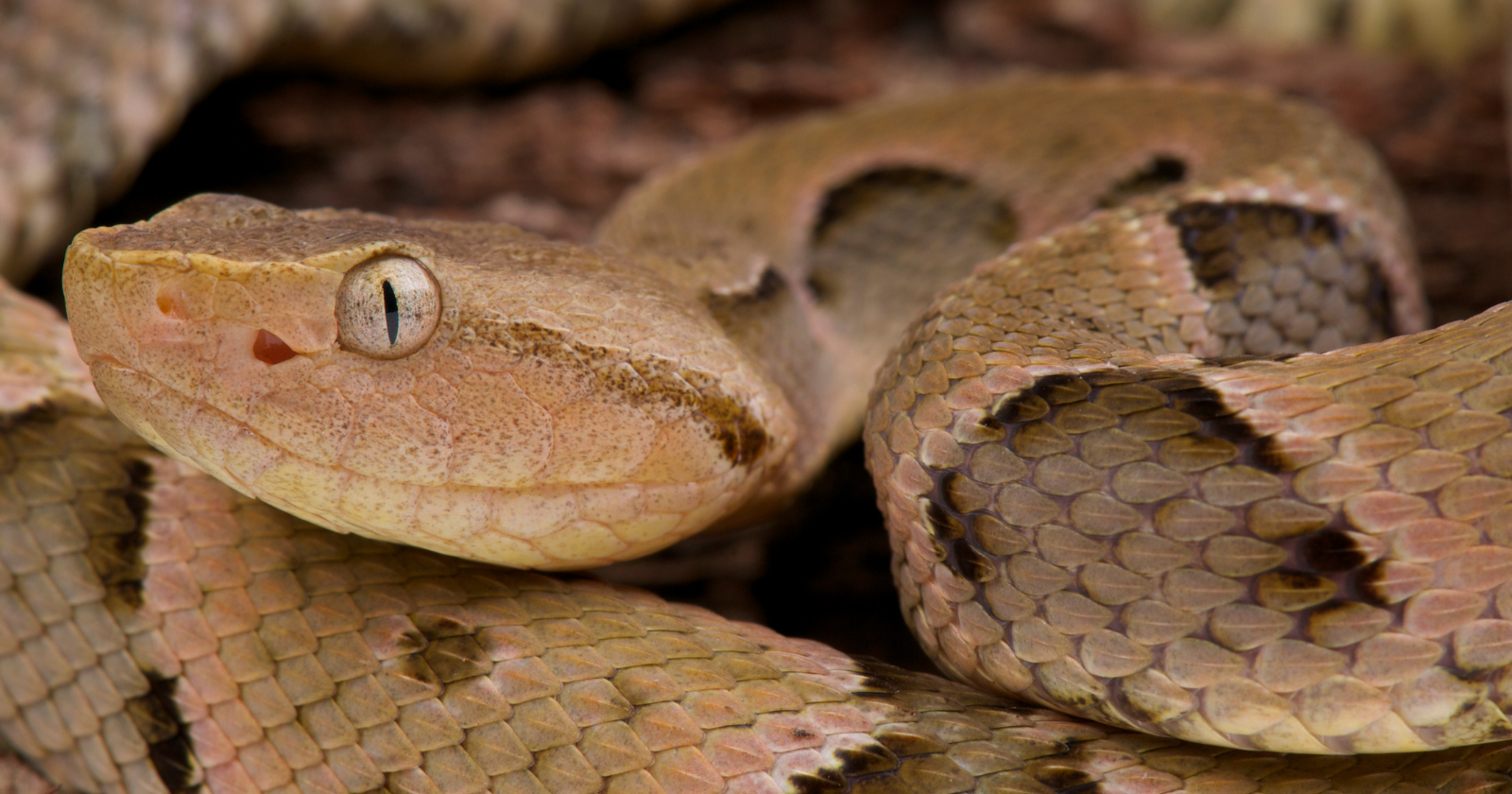 Off the coast of Brazil sits an island so dangerous that the government has banned nearly everyone from ever setting foot on it: home to as many as four thousand of the most venomous vipers in the world, found nowhere else on Earth