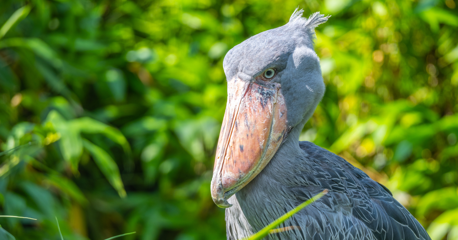 There's a bird in Uganda's swamps so strange-looking that tourists who finally spot one don't just call it rare, they call it prehistoric — a four-foot-tall creature with a hooked, razor-edged bill that looks like it wandered out of the age of dinosaurs