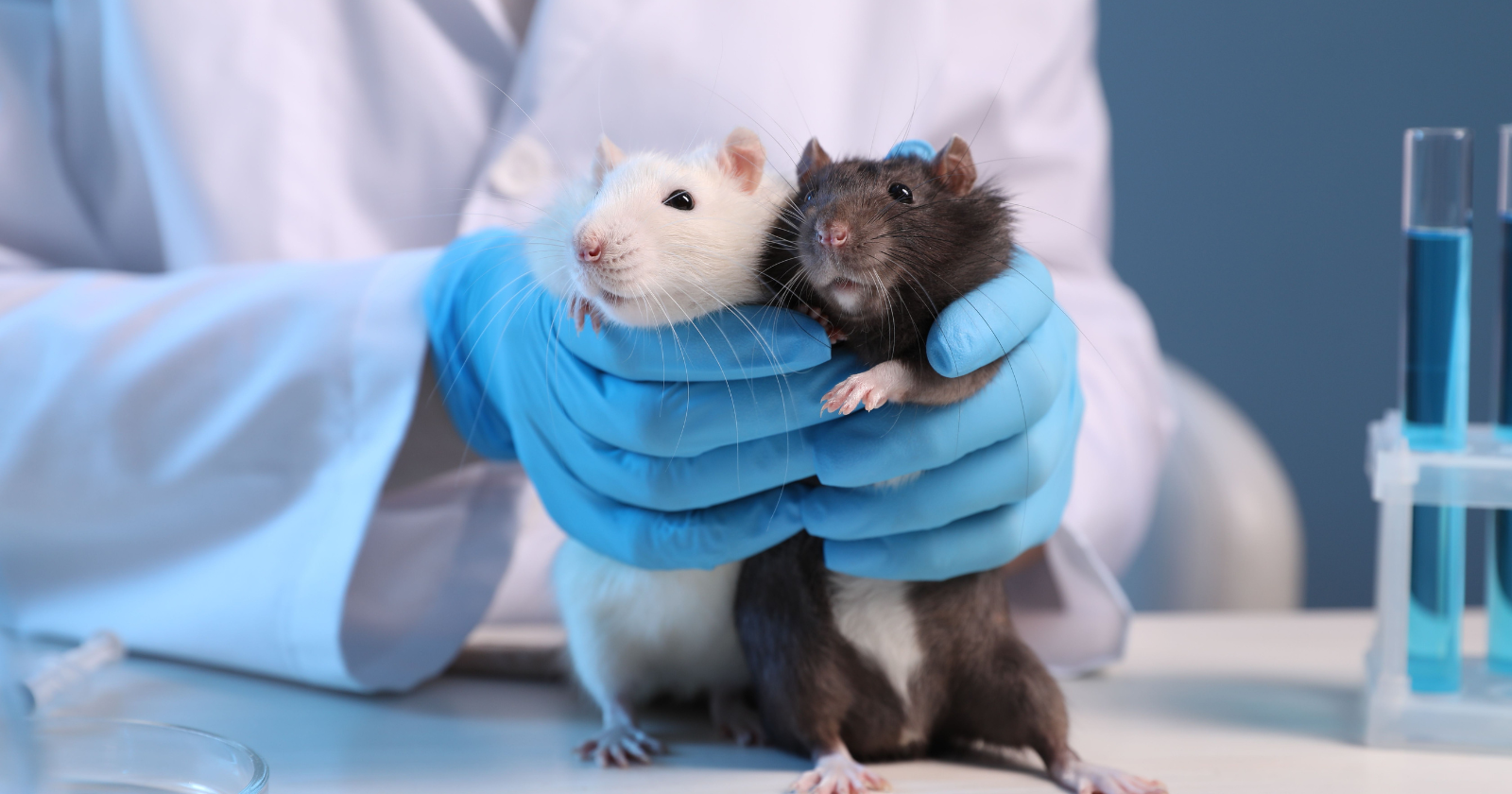 A neuroscientist built a tiny car out of a plastic food container, taught rats to drive it in exchange for Froot Loops, and discovered something no one expected — the rats seemed to genuinely love driving, jumping into the car and revving the lever before they'd even set off
