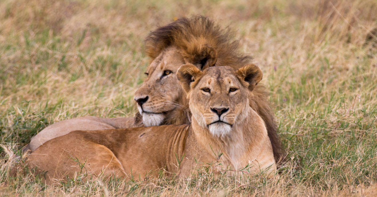 In Botswana, conservation biologists spent years painting enormous fake eyes onto the backsides of over two thousand cattle, betting on a simple piece of predator psychology — that a lion who thinks it's been spotted usually abandons the hunt