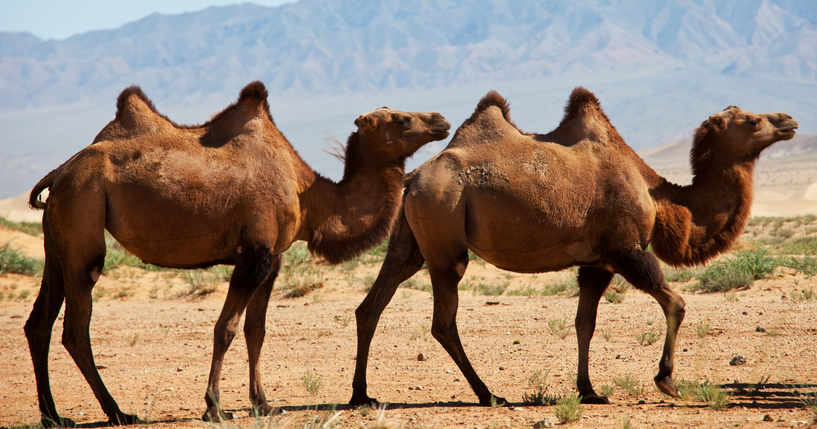 Australia has the world's largest population of wild camels — roughly a million animals roaming the outback — and because they've never been exposed to the diseases that plague captive herds in the Middle East, Gulf nations pay a premium to import them as some of the cleanest breeding stock in the trade.