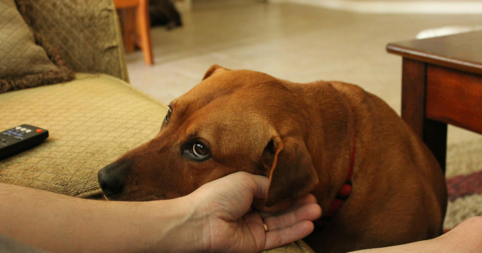 Dogs assess more than a person’s posture, voice, or facial expression when they meet them; researchers who study canine olfaction have found that dogs can detect the chemical signature of psychological stress in human breath and sweat, meaning they may know your body is under pressure before you say a word