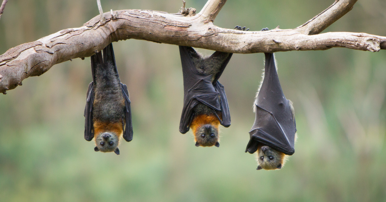 Vampire bats will regurgitate blood to save a starving roost-mate, even one they are not related to — then remember who helped them before, in a system of animal reciprocity that looks less like instinct than a tiny favour economy