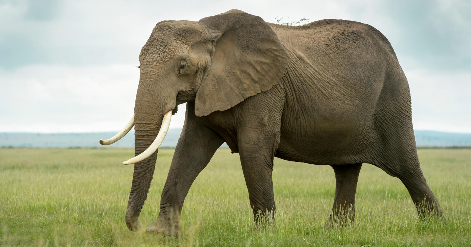 Elephants in Kenya can distinguish between the voices of two local groups, reacting with fear to Maasai men, who have historically speared them, and staying calmer around Kamba voices — evidence that they are not just hearing humans, but learning which humans are dangerous