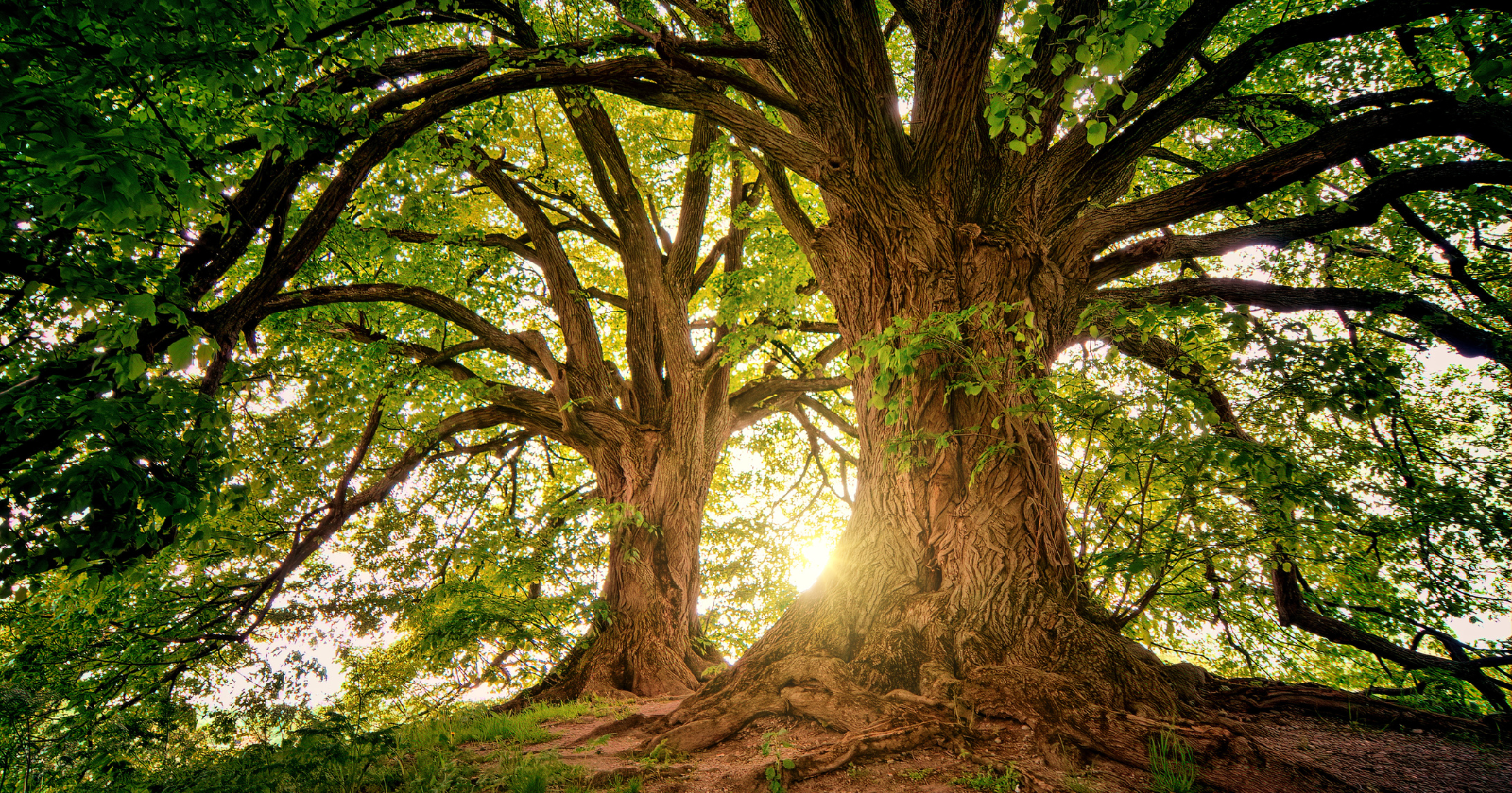 Trees are connected by fungal threads beneath the soil, trading carbon and chemical signals in ways scientists are still arguing over — including whether a dying tree can pass part of itself into the forest before it goes
