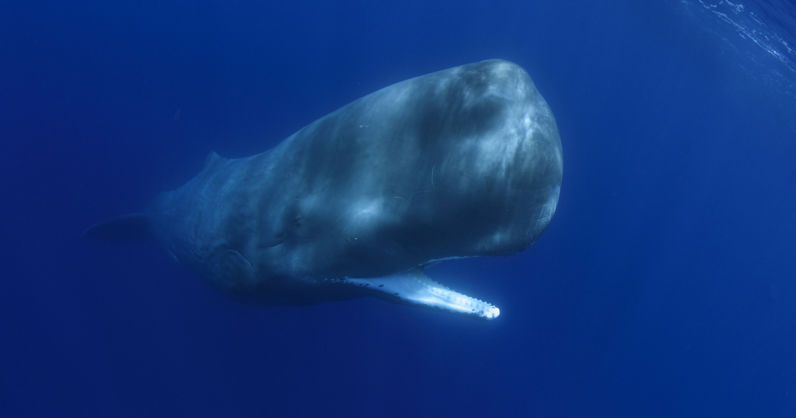 In 1997, scientists sent cameras down with sperm whales to find the monster hidden in their scars: the giant squid. The footage they wanted never came, but the failed hunt helped point science toward one of the deep ocean’s most elusive animals