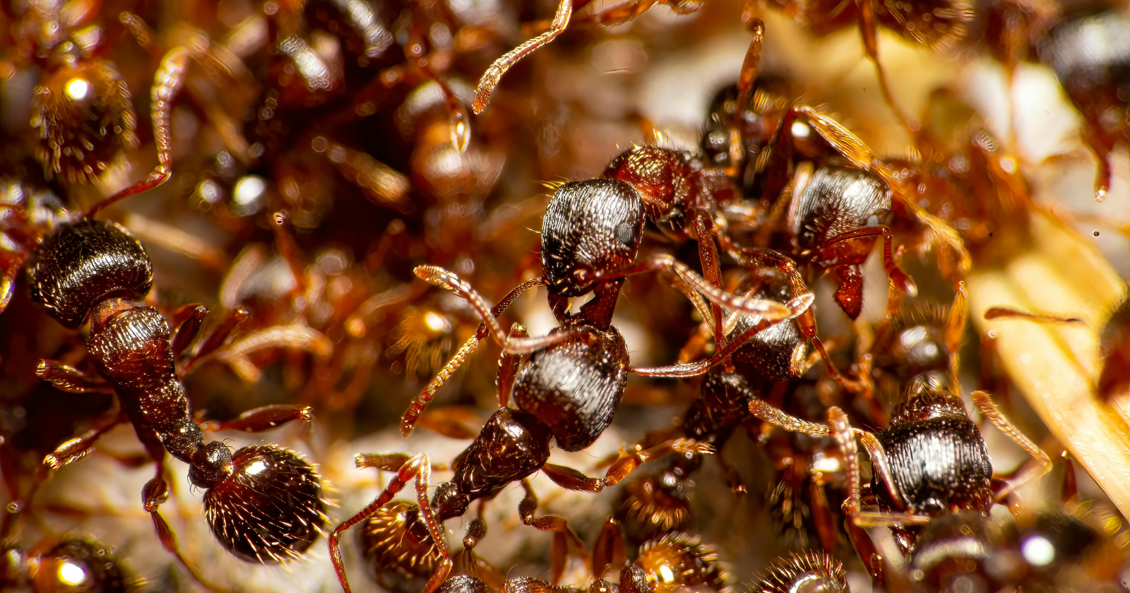 A single army-ant colony can move like one creature made of hundreds of thousands of bodies — up to 700,000 workers with no leader, no central plan, and no ant understanding more than the neighbours around it, yet together solving problems no individual could even perceive