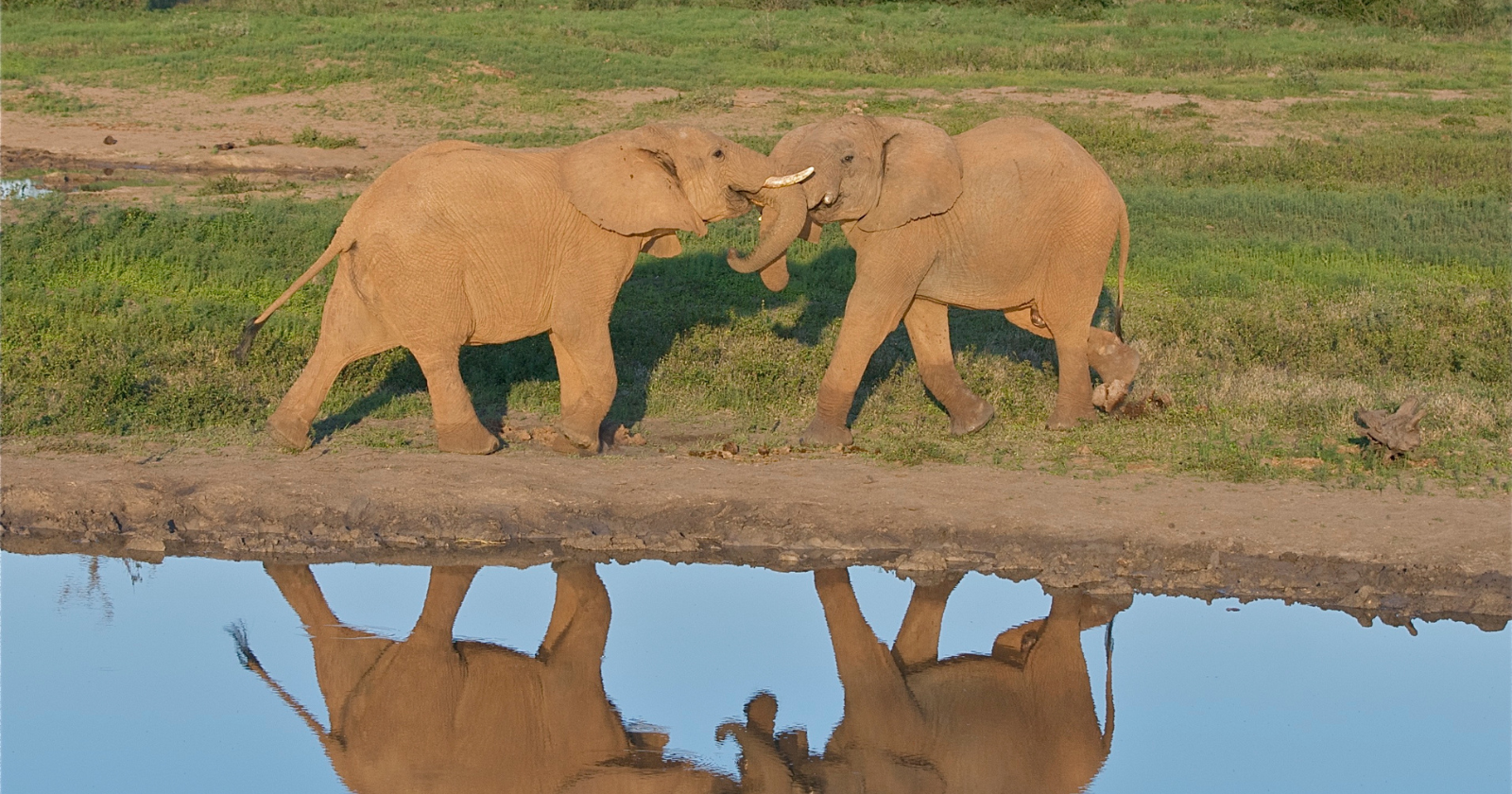 Elephants are among the few animals shown to recognise themselves in a mirror, a test most species fail entirely — and when researchers painted a white X on one elephant’s forehead, she reached for herself, not the reflection