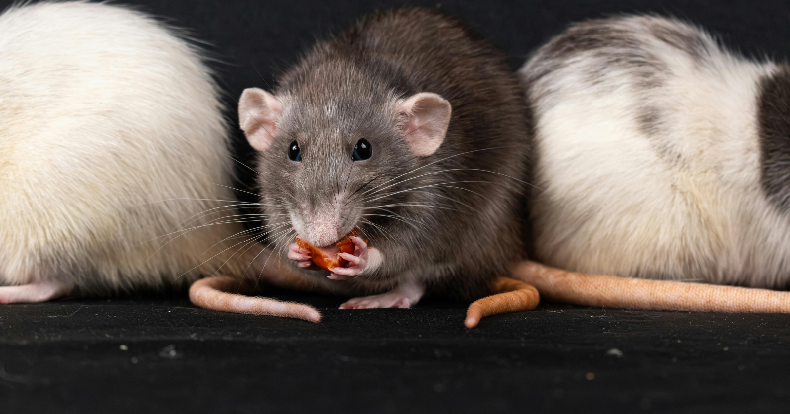 When scientists disrupted dopamine in hungry rats, the animals still showed pleasure when sweet food was placed in their mouths — they just lost the drive to work for it, suggesting dopamine governs wanting more than enjoyment