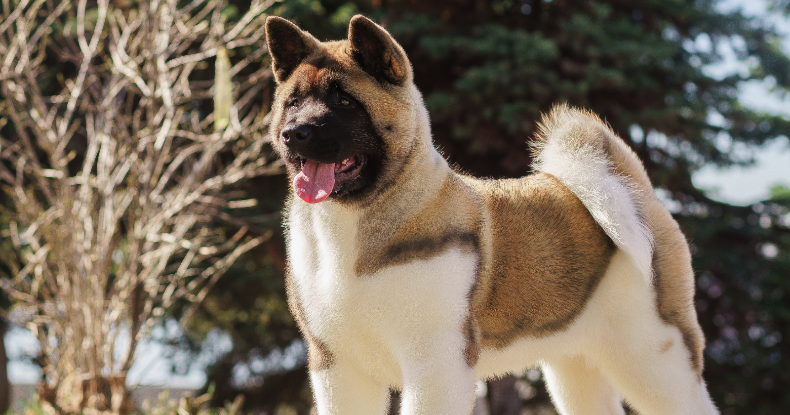 We tend to think wolves became dogs because humans tamed them, but a 2025 study suggests the story may have begun the other way around — with less fearful wolves feeding near human camps, then breeding only with others like them until two distinct populations emerged: the wary and the tame