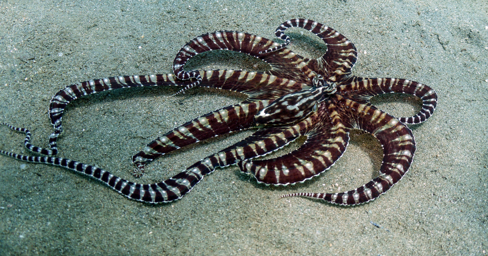 The mimic octopus off Indonesia can transform itself into a flatfish, lionfish or banded sea snake — and researchers have even watched it switch into the form of a predator of the fish attacking it, suggesting the disguise can change with the threat