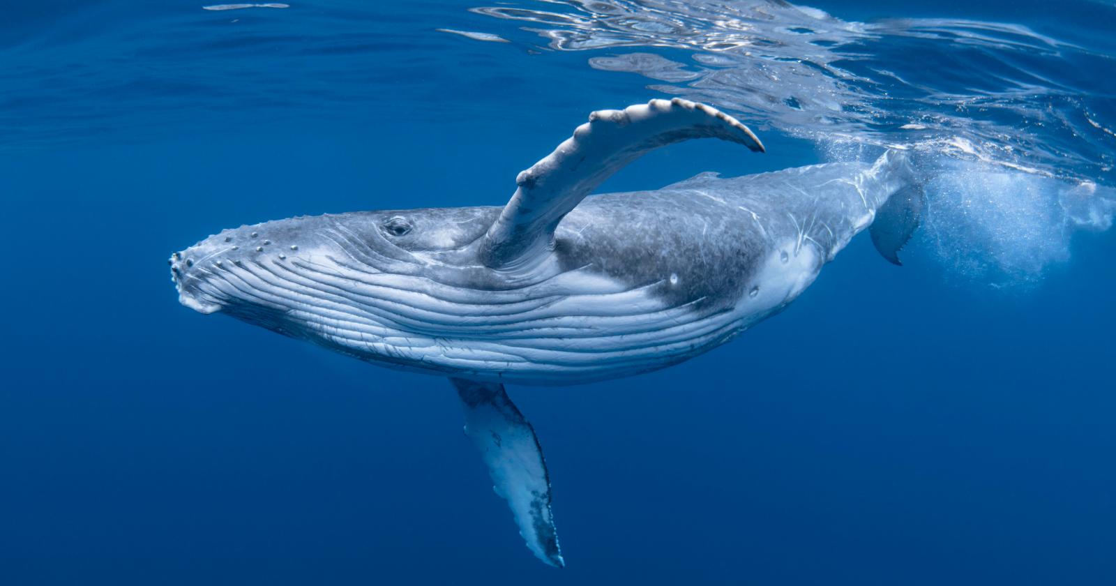 For a few months each spring, underwater microphones off New York fill with the calls of endangered sei whales — then, as the ocean warms, the voices almost disappear, revealing a migration that happens largely beyond human sight