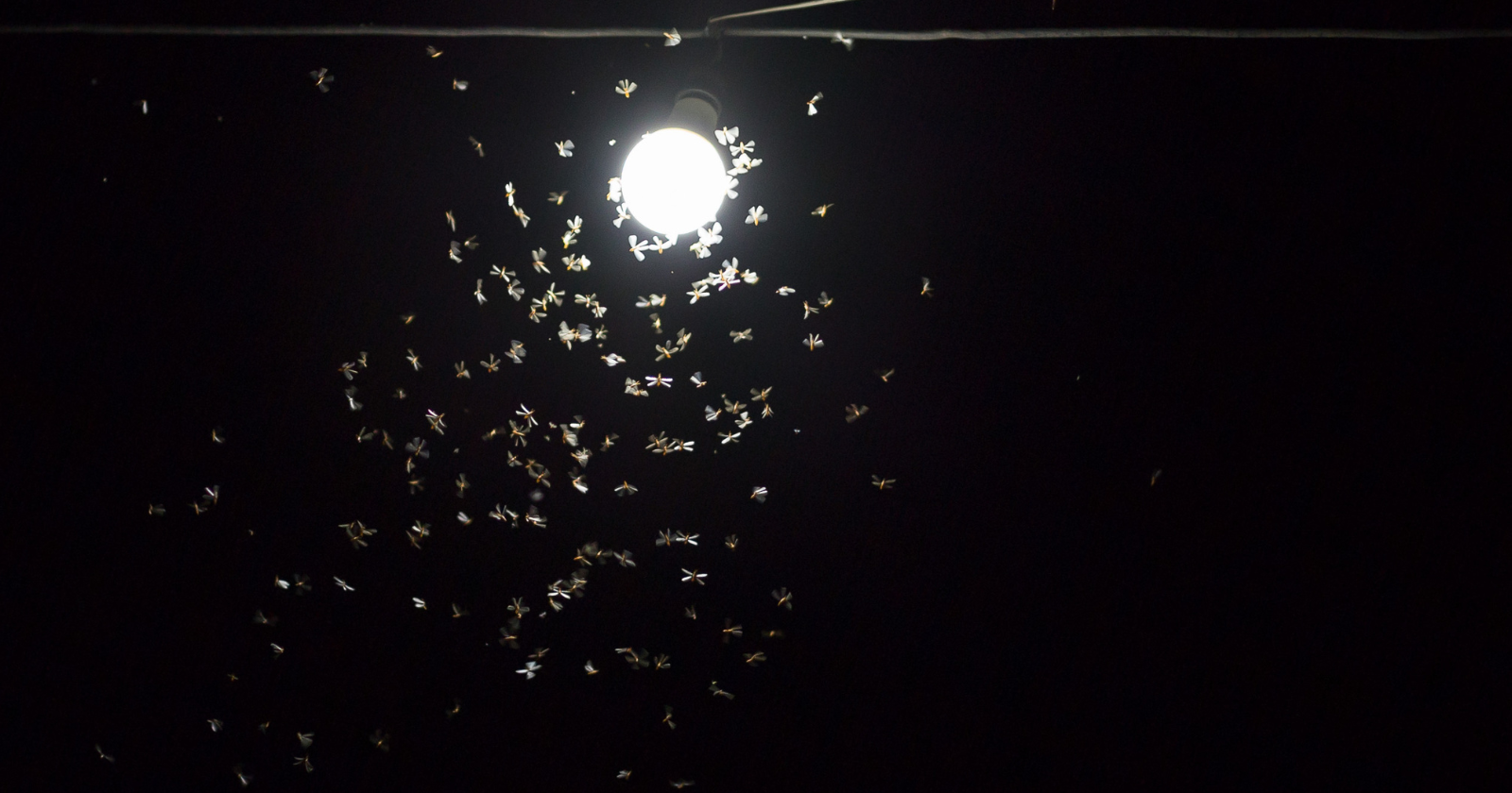 For millions of years, flying insects used the brightest part of the sky to tell which way was up — a streetlamp, porch light or candle can hijack that ancient reflex, sending moths into looping orbits until they lose control and sometimes crash