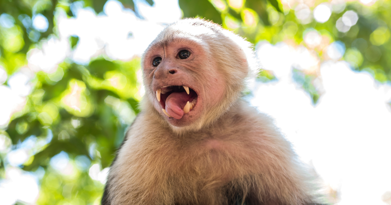 Wild blonde capuchin monkeys — an endangered species in Brazil's dry Caatinga forest already known for using sticks to fish termites — were filmed cracking food open with stones, the first record of stone tool use in this species anywhere