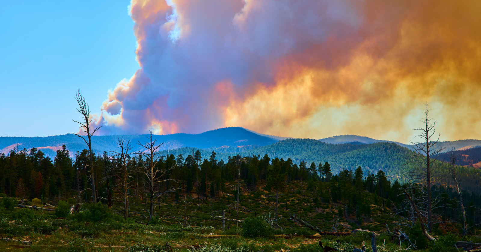 Wildfire smoke is made of particles large enough to scatter away blue light and let red, orange and yellow pass through, and that same physics turned the sky over an evacuation near Toledo the color of an old photograph