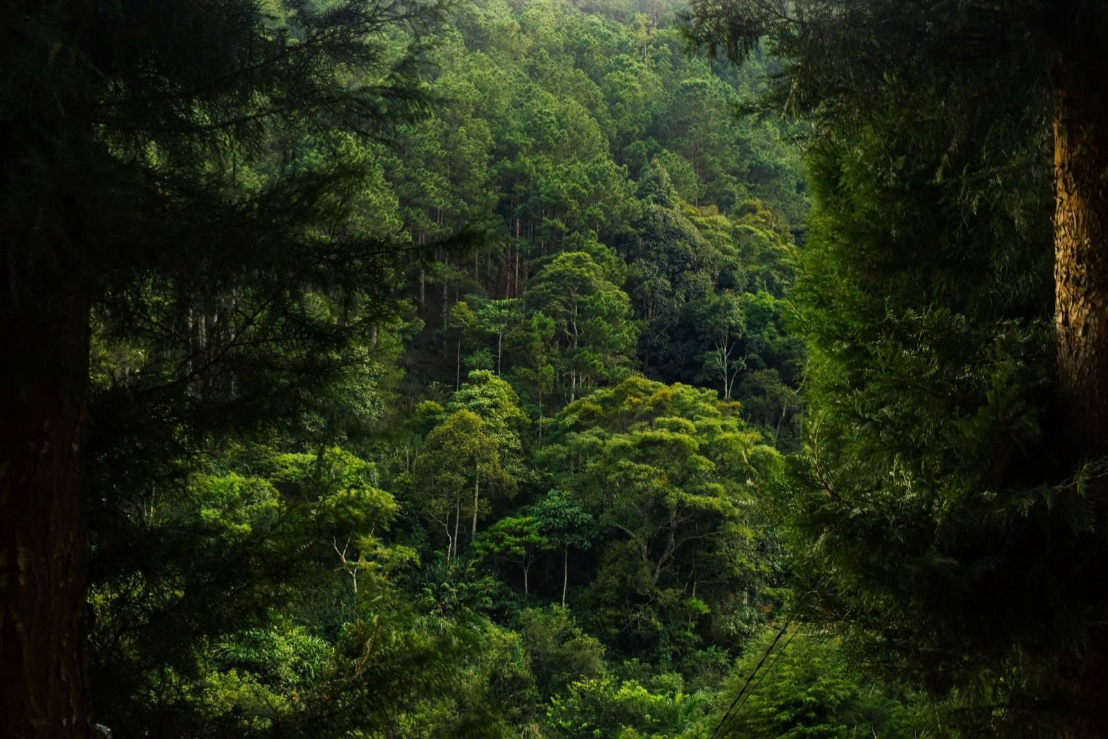 Amazon rainforest canopy Peru