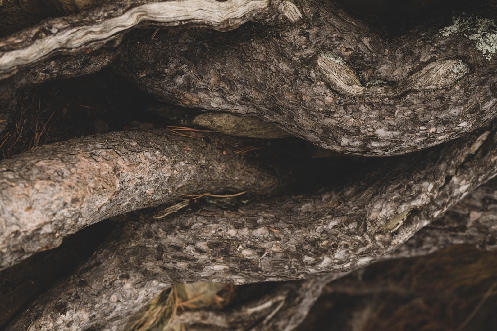ancient twisted pine trunk