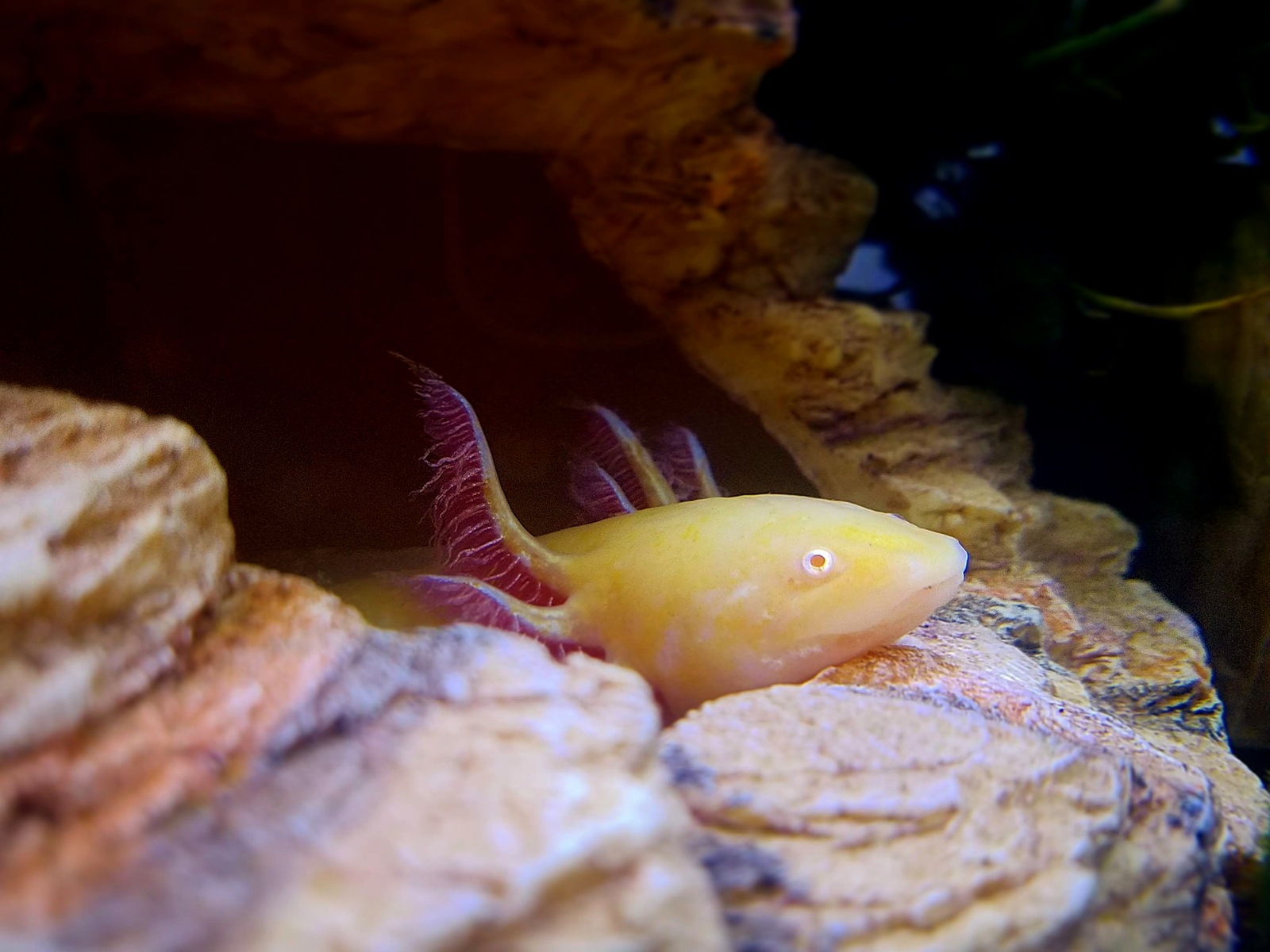 axolotl underwater portrait